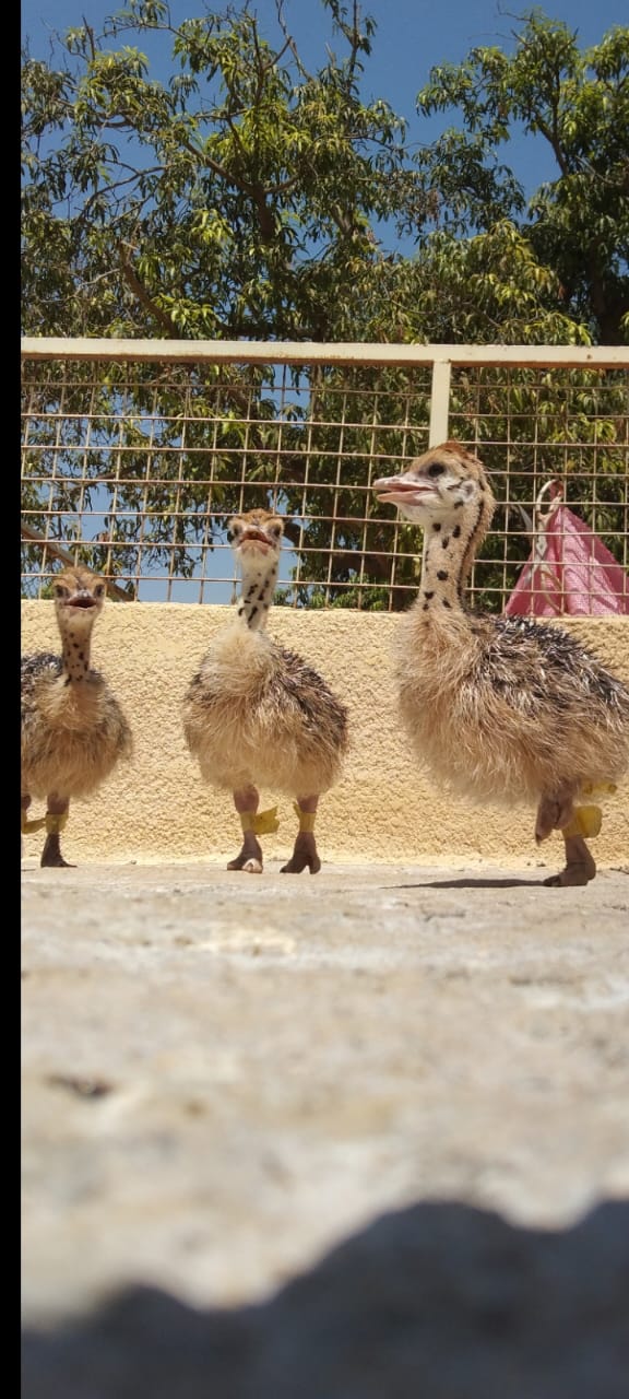 Almanara Exports Gallery Image